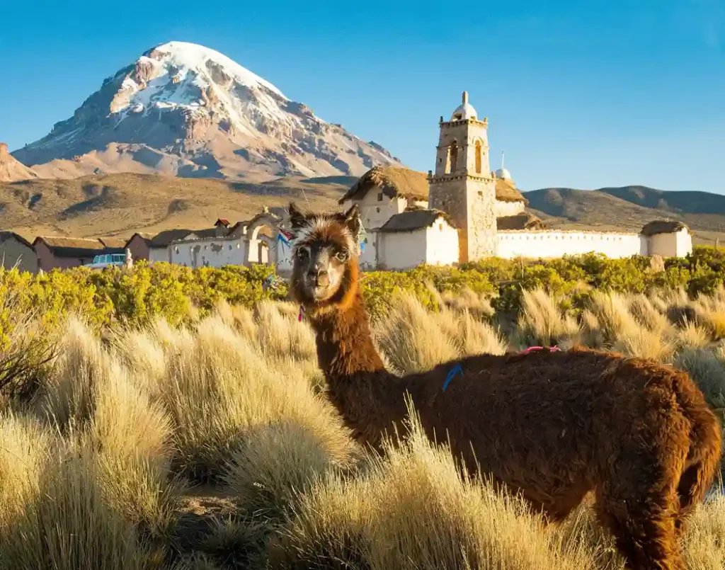 Lama en premier plan devant un village colonial bolivien, avec l’imposant volcan Sajama en arrière-plan, image idéale pour un travel planner Bolivie mêlant culture, nature et aventure.