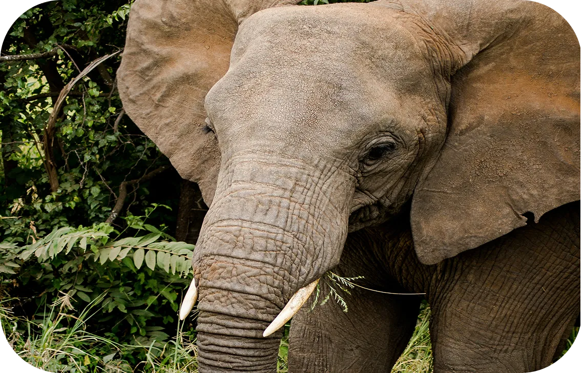 Rencontre avec un éléphant en pleine jungle tropicale, une expérience éthique et immersive proposée par un travel planner pour laThaïlande engagé dans l'écotourisme.
