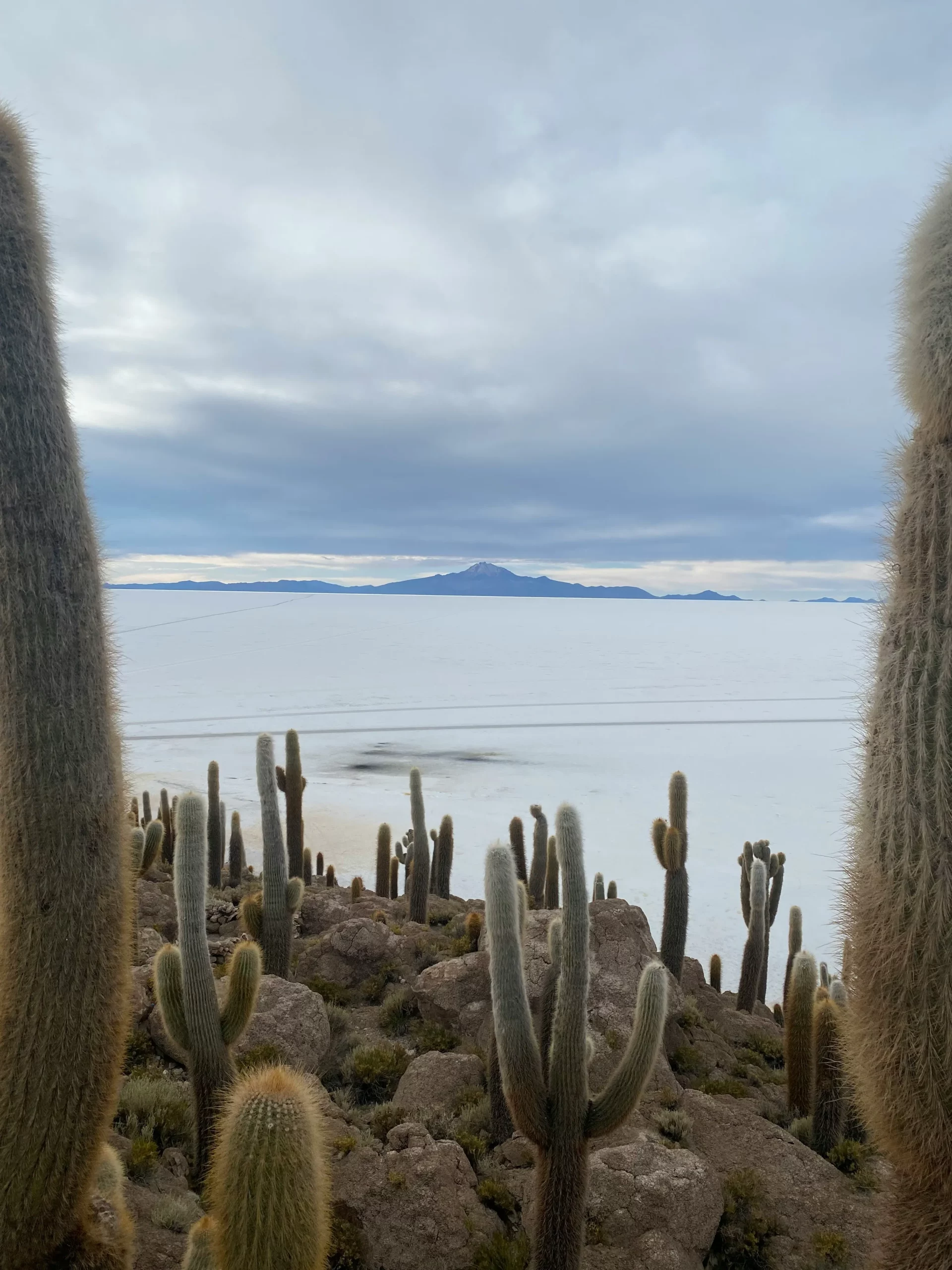 Cactus géants de l’Isla Incahuasi surplombant le Salar d’Uyuni en Bolivie, paysage unique mêlant désert de sel et végétation aride, incontournable pour un travel planner Bolivie nature et insolite.