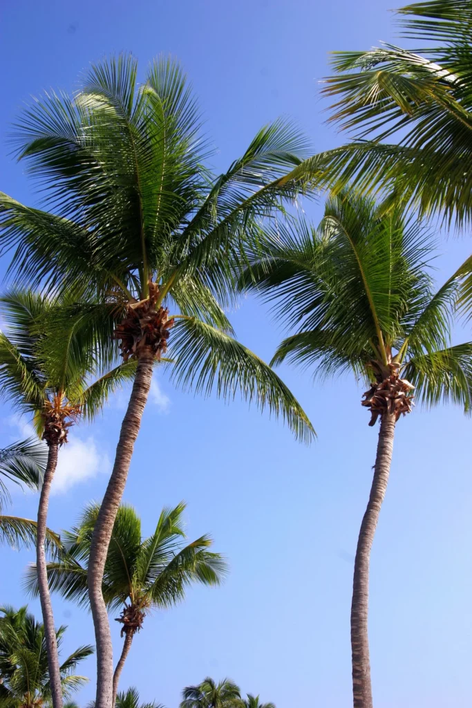 Palmiers tropicaux sous un ciel bleu limpide, évoquant les paysages ensoleillés de la Californie, parfaits pour un travel planner Ouest américain orienté plages et détente.