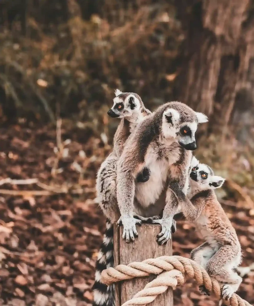 Groupe de lémuriens catta perchés sur un tronc de bois, espèce emblématique de Madagascar et symbole de sa faune unique.