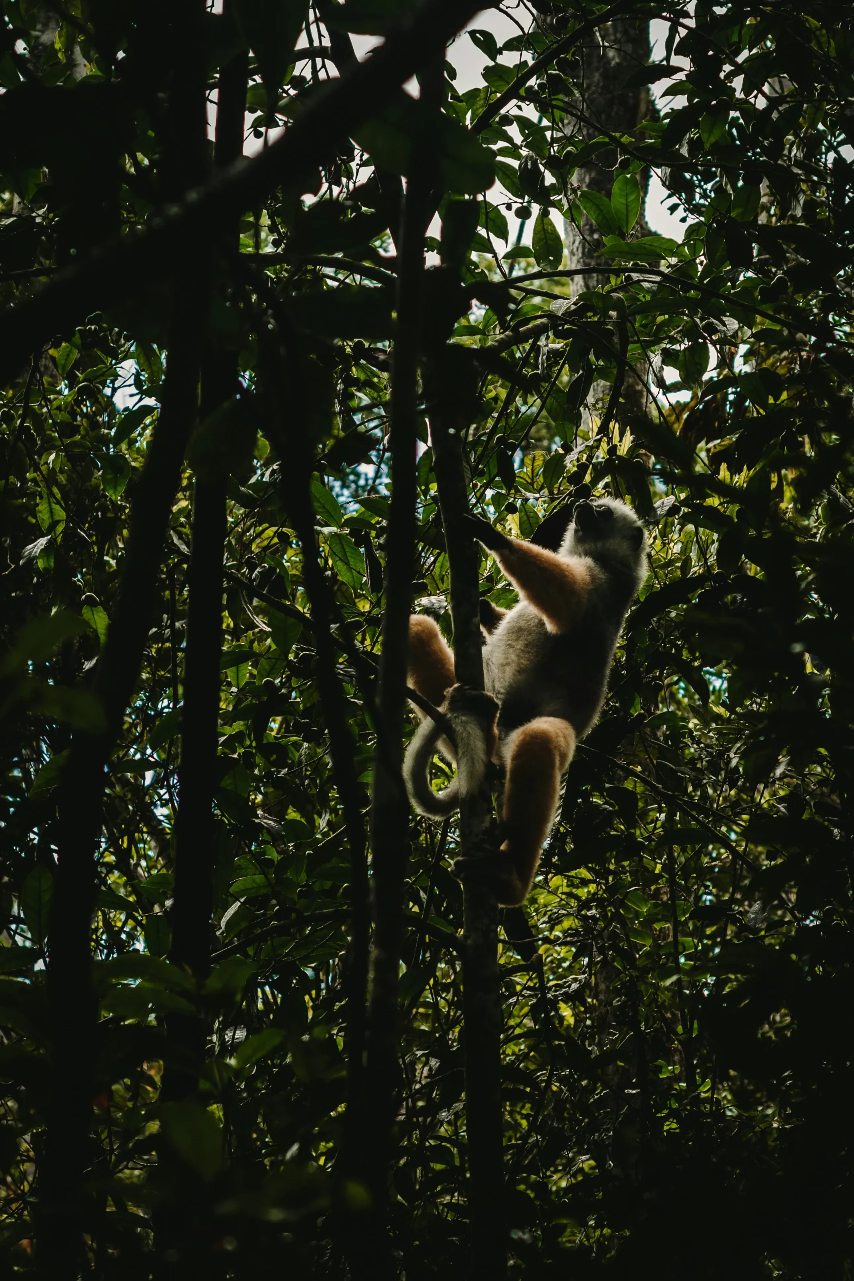 Lémurien accroché à une branche dans une forêt tropicale dense de Madagascar, symbole de la biodiversité exceptionnelle de l’île.