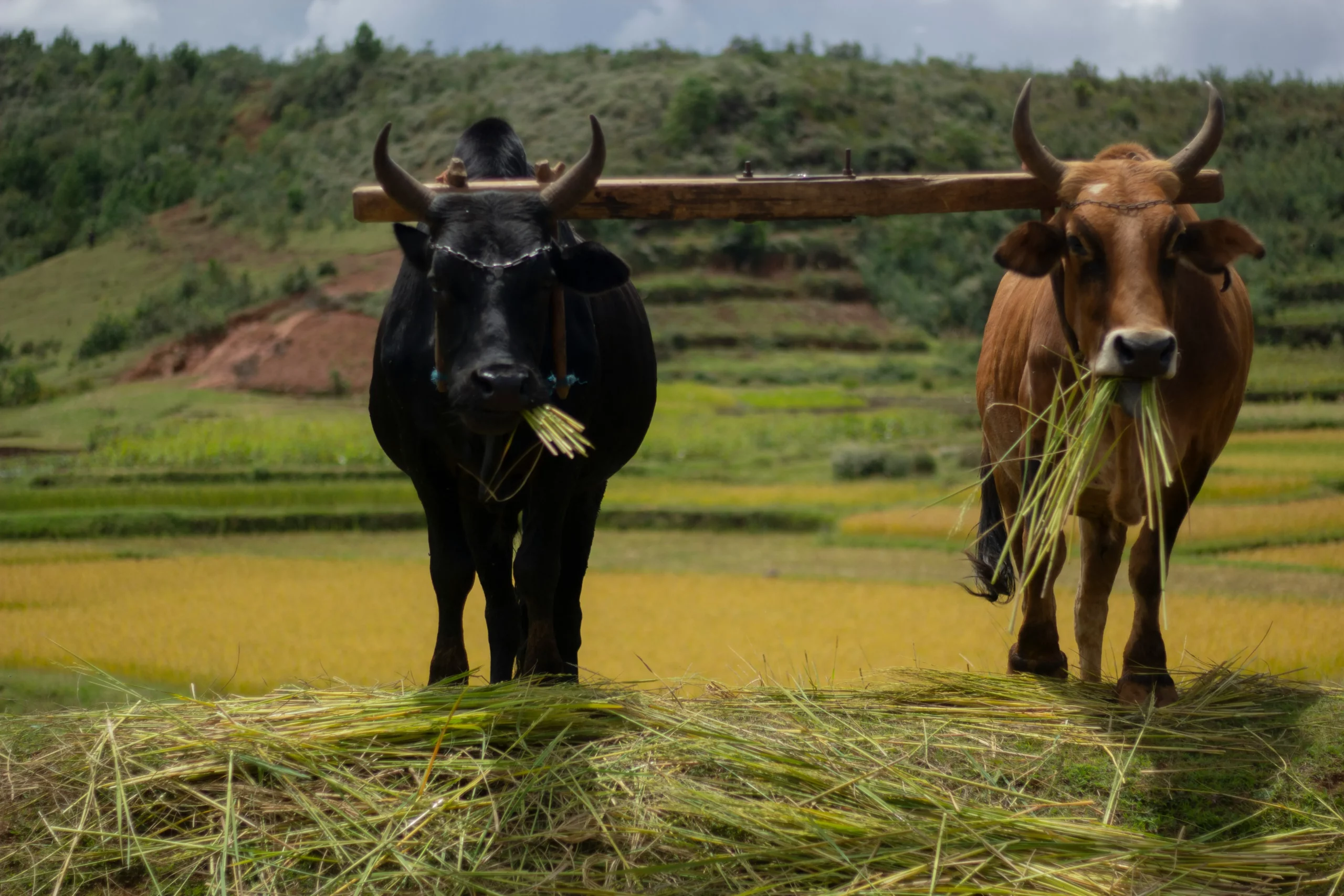 Deux zébus dans une rizière verdoyante à Madagascar, témoins des pratiques agricoles traditionnelles de l’île.