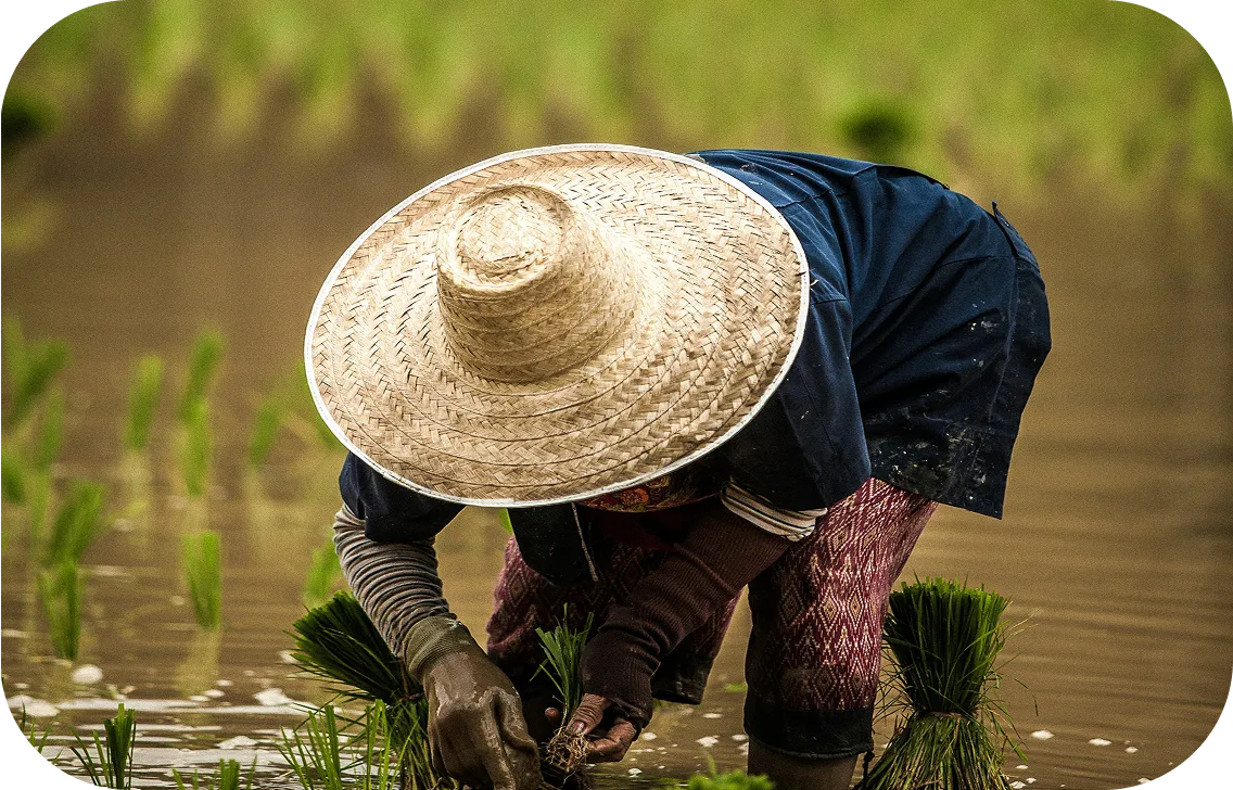 Paysanne thaïlandaise travaillant dans une rizière verdoyante, immersion locale incluse dans un voyage sur mesure avec un travel planner Thaïlande.