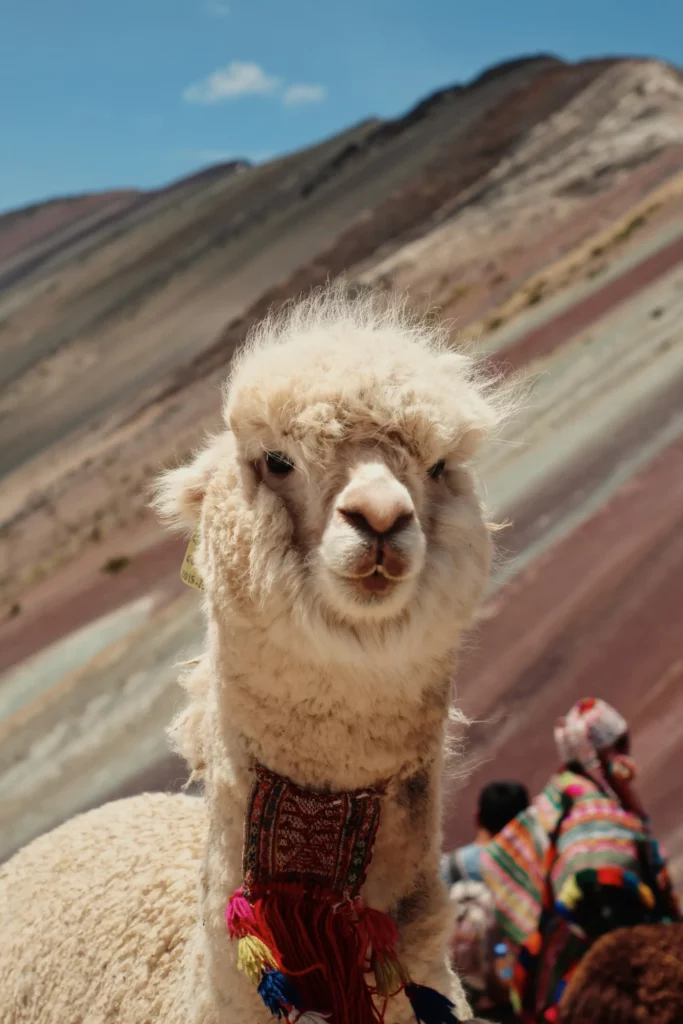 Portrait d’un alpaga devant la montagne arc-en-ciel Vinicunca, symbole de la culture andine, parfait pour illustrer un travel planner au Pérou axé sur nature et traditions locales.
